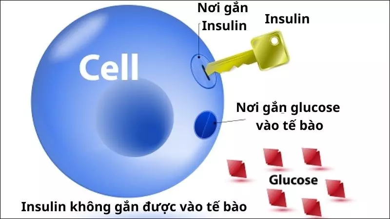 Kháng insulin là nguyên nhân hay gặp nhất gây nên bệnh gai đen